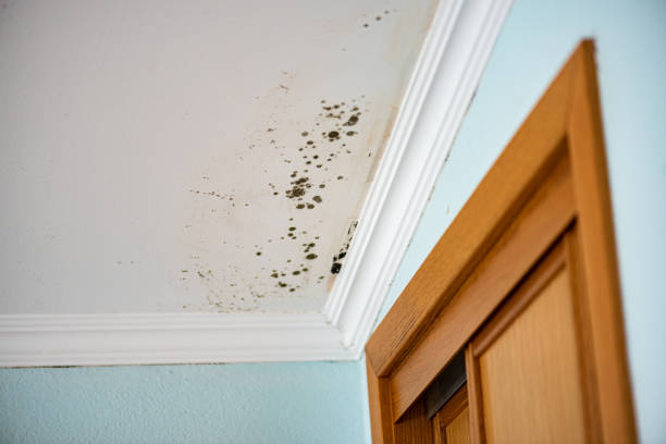 Best Commercial Mold Remediation in Gilbert, AZ