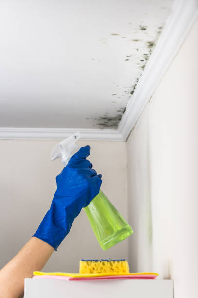Best Emergency Mold Remediation in Gilbert, AZ